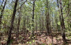 0 Brooklyn Road, Sweet Water, AL 36782
