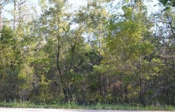 E Royal Oak Drive, Keaton Beach, FL 32348