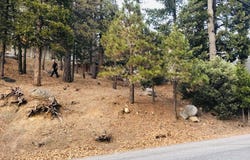 27315 Pinewood Drive, Lake Arrowhead, CA 92352