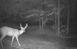 2700 Bucky Moose Trail, Curran, MI 48728