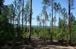 XXX PALMER MOUNTAIN Road, Caddo Gap, AR 71935