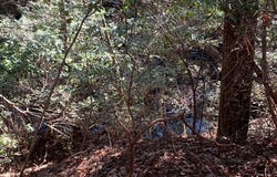 Tract 2 Lone Wolf Trail lot: 2, Spencer, TN 38585