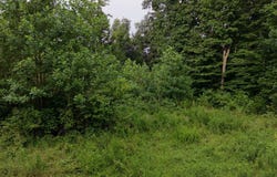 Virgil Cross Rd, Red Boiling Springs, TN 37150