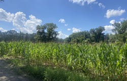 Muller Drive, Manning, SC 29102