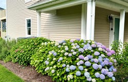 807 AUCKLAND WAY, CHESTER, MD 21619