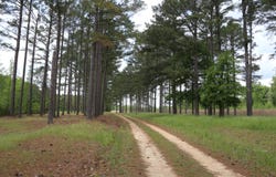 7534 County Road 17, Gordonsville, AL 36040