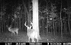 000 FS 1548 Forest, Pettigrew, AR 72752