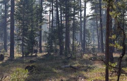NHN E Highway 2, Marion, MT 59925