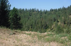 Lot 5 Moose Ridge Way, Loon Lake, WA 99148