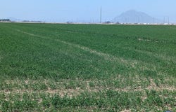 1105 W Aten Dr, Seeley, CA 92273