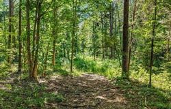 County Road 1240 lot: 2, Pittsburg, TX 75686