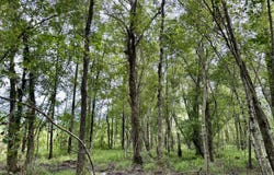 0 Bennett Colter Rd., Rentz, GA 31075