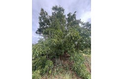 FM 2709, Eustace, TX 75124
