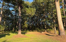 Hwy 12 & Woodland Drive, Kosciusko, MS 39090