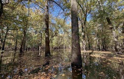 01 70 Highway, Biscoe, AR 72017