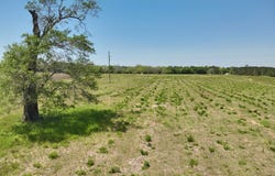 11.97 acres Omussee Road, Dothan, AL 36303