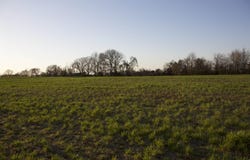 3615 WHITEVILLE-NEWCASTLE, Whiteville, TN 38075
