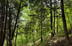 1.7 Manley Taylor Rd Ext., Florence, NY 13316