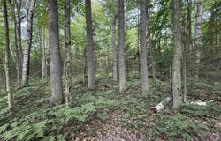 S Poor Farm Road, Greenbush, MI 48738