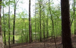 Brer Rabbit Trail, Milledgeville, GA 31061