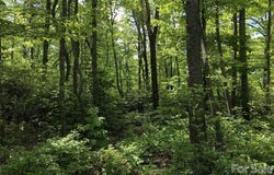 Millard Crossing, Hendersonville, NC 28792