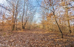 TN-100, Medon, TN 38356