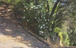 100 Black Log Rd, Kentfield, CA 94904