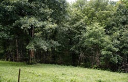 County Road 443, Cross Timbers, MO 65634