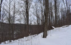 Morgan Hollow Road, Franklinville, NY 14737