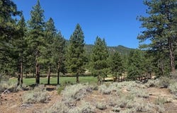 193 Redding Way unit: 257, Carson City, NV 89705