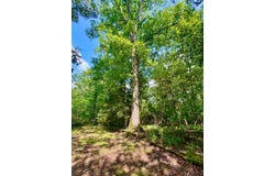 0 Bailey Road, Double Springs, AL 35553
