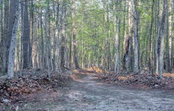 Evergreen Lane, Jay, NY 12941
