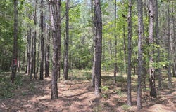 Lot 22 Buckhorn Church Road, Como, NC 27818