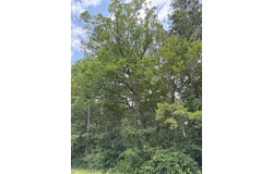 Tbd County Road 425, Tenaha, TX 75974