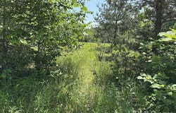 TBD 10 Acres Webb, Grand Marais, MI 49839