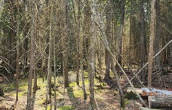 1 N SHIAWASEE TRL, HESSEL, MI 49745