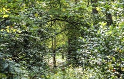 0 Evergreen Lane, Mineral Bluff, GA 30559