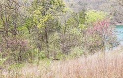 Tbd 789 Everest (Lot 4) Road, Galena, MO 65656