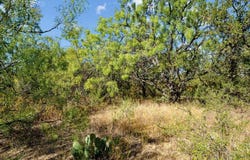 Tract 7 State Highway 6, Moran, TX 76464