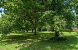 E Catalpa Street, Lexington, OK 73051