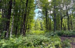 1131 Gregory Rd, Osceola, NY 13316