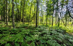 20 acres FH 16, Iron River, MI 49935