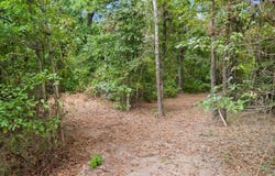 10.13 Acres Fm 852, Gilmer, TX 75644