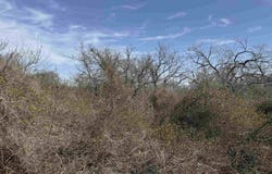 Lot 296-297 Pinemont Drive, Kingsland, TX 78639