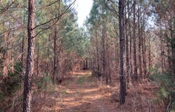 -- Cunningham Road, Bradley, SC 29819