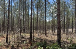 Lot 2 Lipham, Franklin, GA 30217