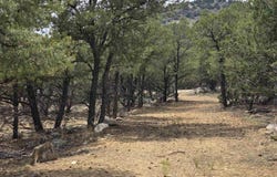 Lobo Ranch Road, Arroyo Hondo, NM 87513-0000