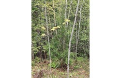 TBD Victoria Dam, Rockland, MI 49960