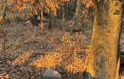 0 Derby RD, Gretna, VA 24557