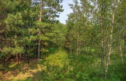 Tract D Hwy 21, Babbitt, MN 55706